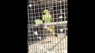 Ringneck Mating Video | Ringneck Mating Mood