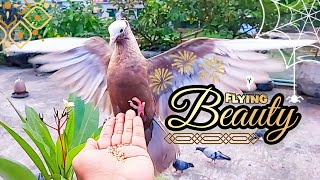 Mukkhi Pigeon Flight in Slow Motion | Hand Feeding to Takeoff #pigeon