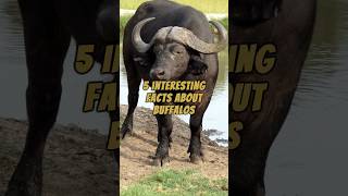 5 Interesting Facts About Buffalos