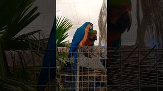 Parrots en crocodile park Gran Canaria #animals #shortvideo #parrot