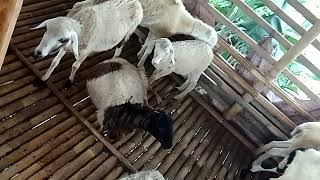 Ternak kambing ,domba bulu kelir putih #shorts