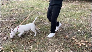 Walking “Nita Twin” Through The Park (4 Month Old Female)