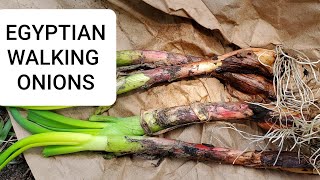 How to plant Egyptian walking onion - Perennial vegetables