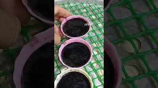 Black Kutsinta #kakanin #food #businessowner #extraincome  #recipe  #kakaninsabilao