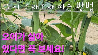 오이가 살아있다면 꼭보세요!#How to keep cucumbers fresh for a long time#Growing cucumbers#오이잘키우는방법