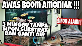 Rahasia Tank Predator Substrat pasir tanpa Sifon dan Wc tetap jernih tidak terkena Bom Amoniak.