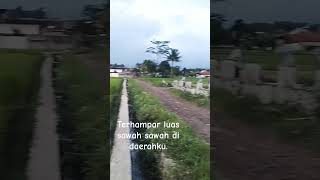 JADI JURAGAN GABAH          #sulingsundamerdu #sulingsunda #sawah #cianjur