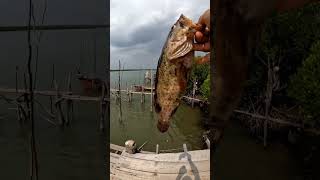 ikan kerapu hasil memancing di laut