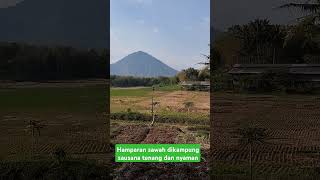 Suasana kampung hamparan sawah gunung haruman makin betah dan rindu yang jarang ada di kota