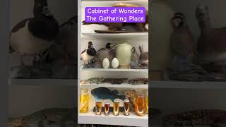 The Cabinet of Wonders at the Gathering Place! #weird #animals #bones