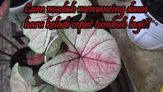 Cara mudah mempercepat tumbuh daun baru pada keladi