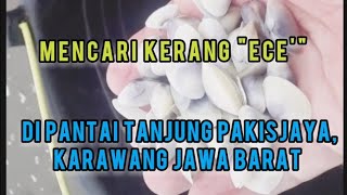 Mencari kerang " Ece'" di pantai Tanjungpakis, Kec. Pakisjaya, Kab. Karawang, Jawa Barat;