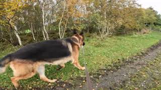 German shepherd on walk. Eros på tur. 22.09.2024. still you tubes most boring video