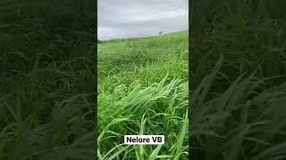 Capim MOMBAÇA com 2 meses de plantado