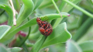 24-spot Ladybirds mating and the female keeps on eating throughout