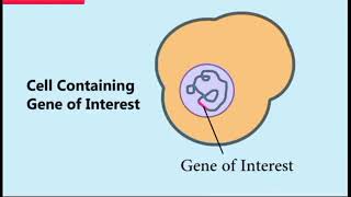 کلونینگ DNA چیست؟