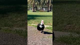 un pato #funnyanimal #shortvideo