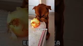 4 sinais que seu cachorro te considera como mãe! #curiosidades