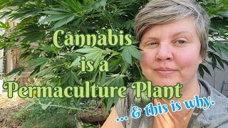 Cannabis is Permaculture Update episode 5