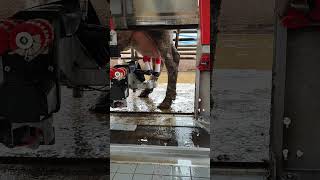 Automatic Milking from cows in the Netherlands