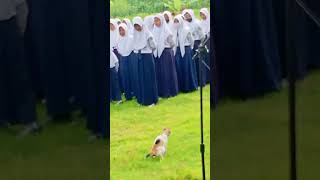 Hanya Kucing Penunggu Sekolah Yang Bisa Lakukan Ini Saat Upacara#shorts