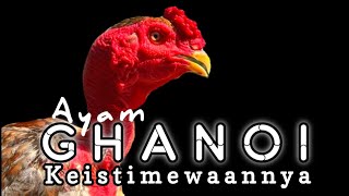 Ciri Dan Keistimewaan Dari Ayam GANOI Ori