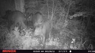 Piecu rukšu orģija pie darvas koka/Five Wildboar at Pine Tar Tree