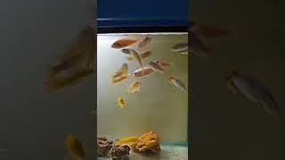 cichlid fish #shorts #youtubeshorts