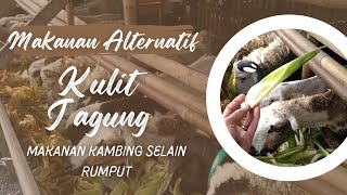 PAKAN  PENGGEMUK DOMBA SELAIN RUMPUT KULIT JAGUNG PUN DI MAKAN