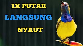 JAMINAN LANGSUNG NYAUT❗❗ PANCINGAN SOGON PALING MANJUR PASTI NYAUT