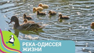 👨‍👨‍👧‍👧 ОДИН ГОД ИЗ ЖИЗНИ РЕЧНОЙ ЭКОСИСТЕМЫ! Река - Одиссея жизни. Все серии. Фильм в HD. STARMEDIA