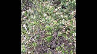 Blueberries And Honeybees