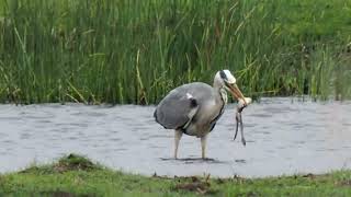 Graureiher bei Nahrungsaufnahme, Wieck a. Darß, "Der See" _ #Vogelbeobachtung