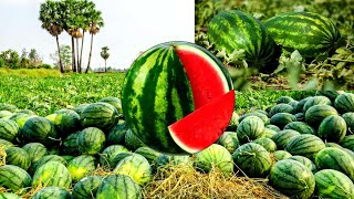 طريقة زراعة البطيخ الأحمر الدلاع من الالف الى الياء نصائح مهمة للفلاح How to grow watermelon at home