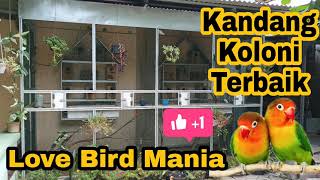 kandang koloni burung lovebird terbaik || rekomended peternak 👍💯