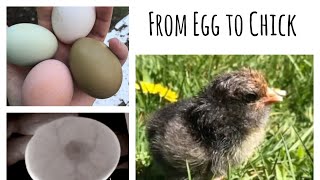 Chicken Development from Egg to Chick