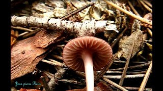 Mycena rosella. Champimaginatis. English Text.