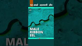 Male Ribbon Eel - सबसे रहस्यमयी जीव 12 #shorts #youtubeshorts #shortsvideo