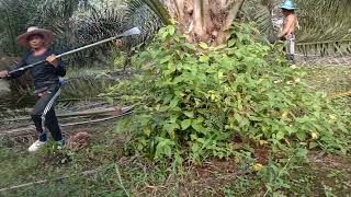 Tetap semangat //Panen sawit kebun semak.