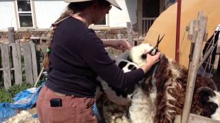 Jen's Sheep Shearing