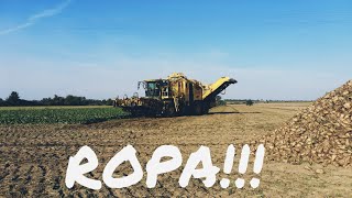 🔥Akcja Burak Cukrowy!! ROPA W AKCJI!💪😅🚜🚜