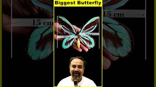 World record: Butterfly with the biggest wingspan      #science #facts #sciencefacts