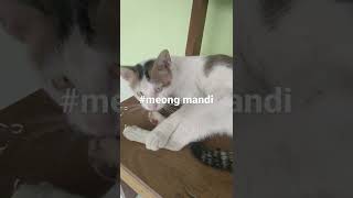 #meong belonteng mandi #shorts