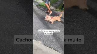 Seu cachorro te puxa muito? #adestramento #cachorro #caioadestrador #shorts #crdog #cães #adestrar