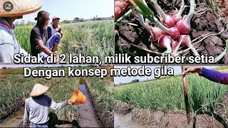 tutorial tanam bawang merah. sidak ke 2 lahan milik subcriber setia, konsep metode gila