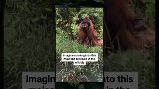 a colossal orangutan towers over a canopy, #new #reels #bigfoot #ape #orangutan