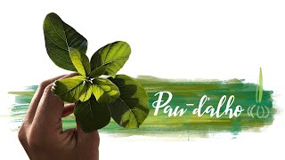 Árvores da MATA ATLÂNTICA: Pau-d'alho ou Guararema | Planta MEDICINAL