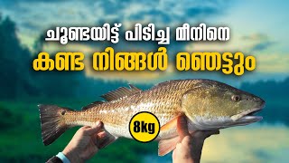 HUGE FISH HUNTING MALAYALAM VIDEO | THEJA BOYS & FAMILY