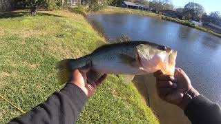 POND HOPPING SEARCHING FOR GIANT BASS!!! (BANK FISHING)