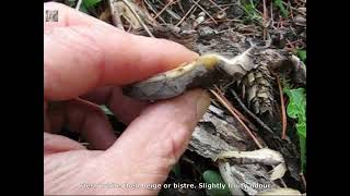 Psathyrella candolleana. Champimaginatis. English Text.